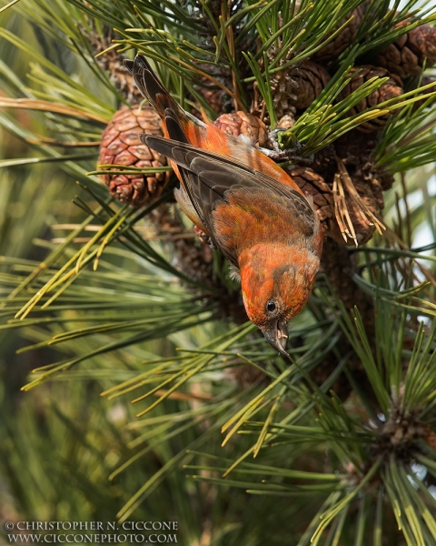 Red Crossbill