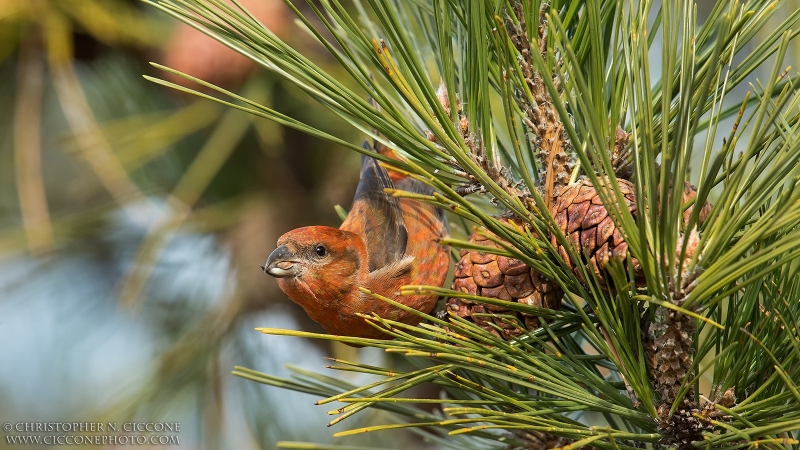 Red Crossbill