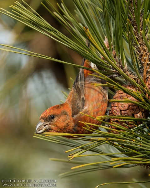 Red Crossbill