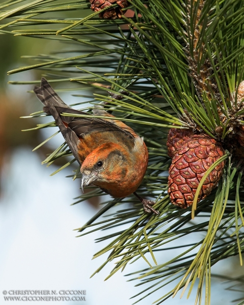 Red Crossbill