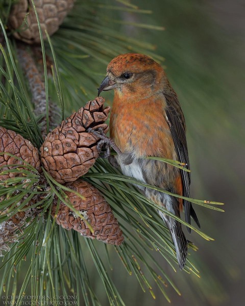 Red Crossbill