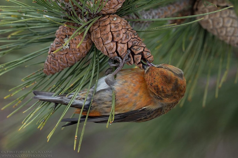 Red Crossbill