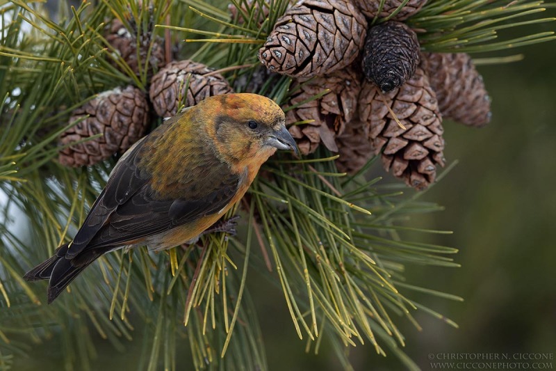 Red Crossbill