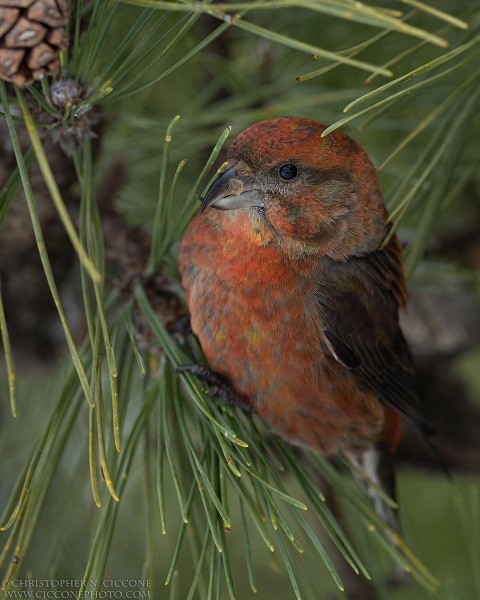 Red Crossbill