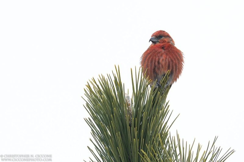 Red Crossbill