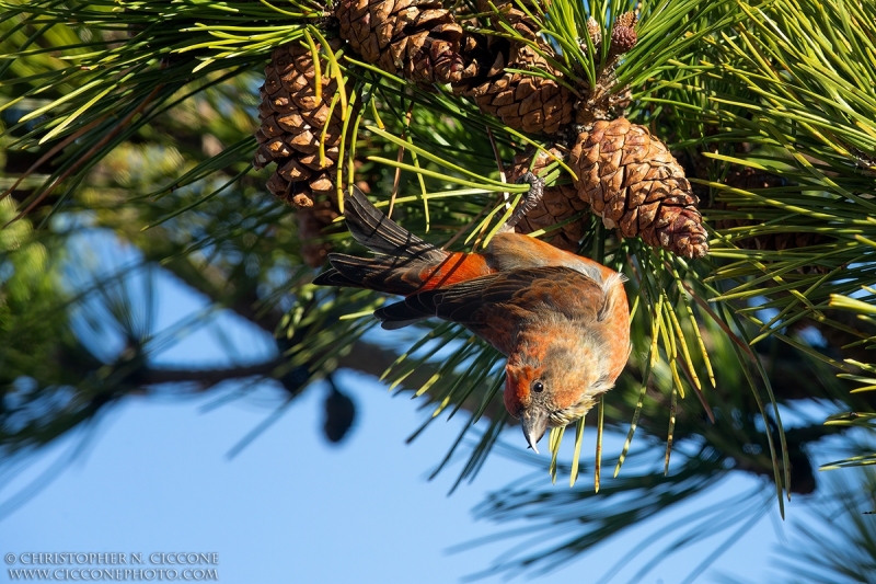 Red Crossbill