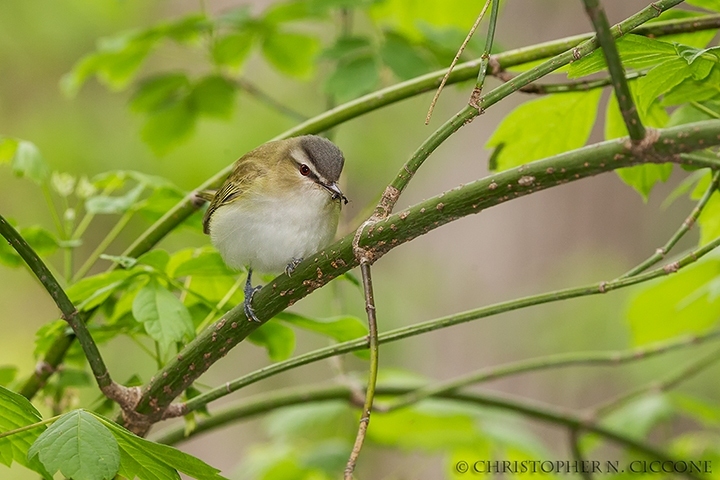 Red-eyed Vireo