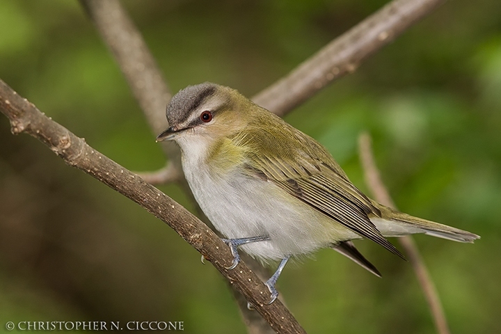 Red-eyed Vireo