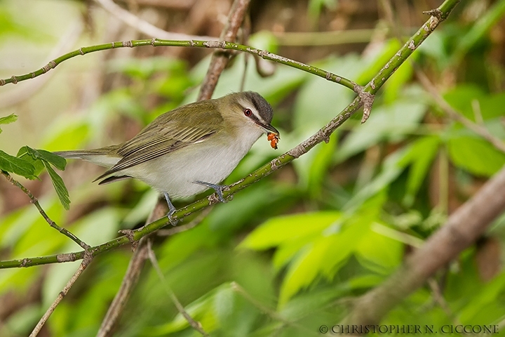 Red-eyed Vireo