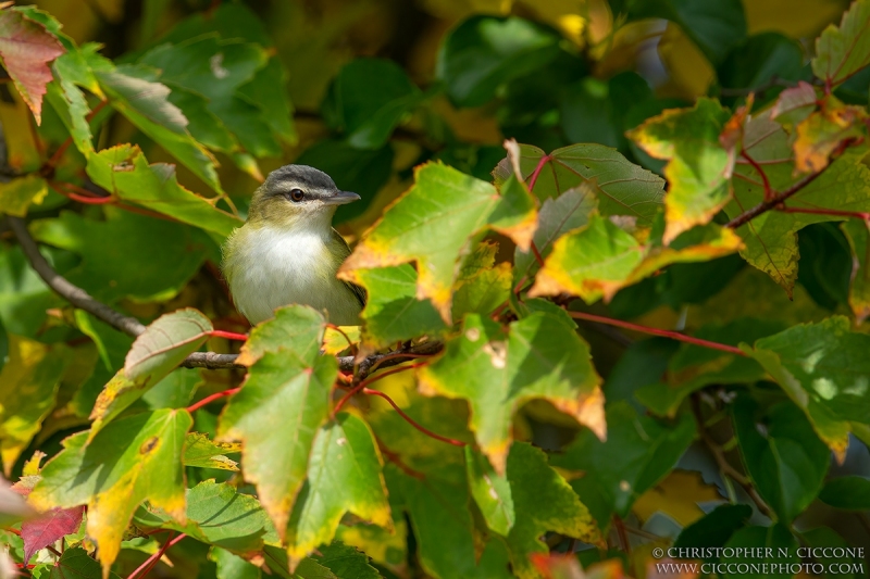 Red-eyed Vireo