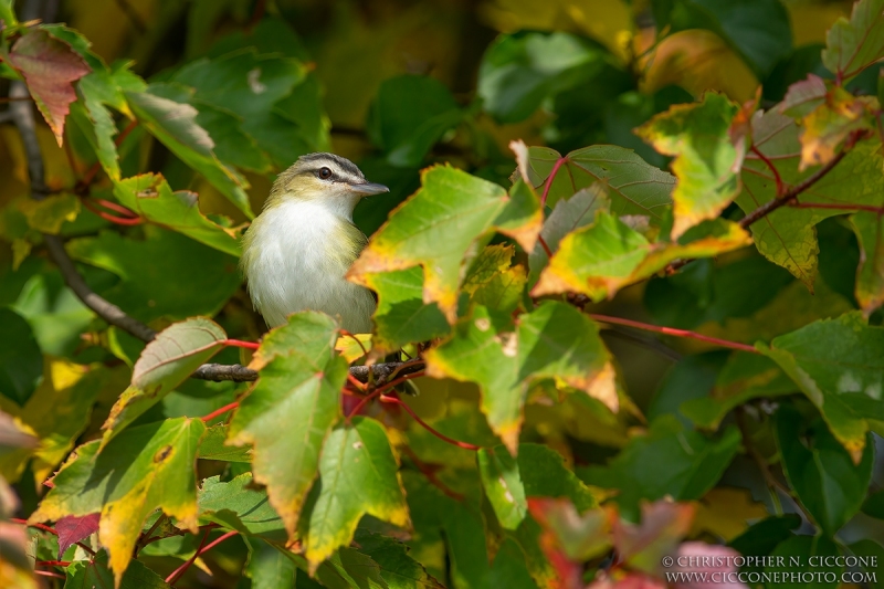 Red-eyed Vireo