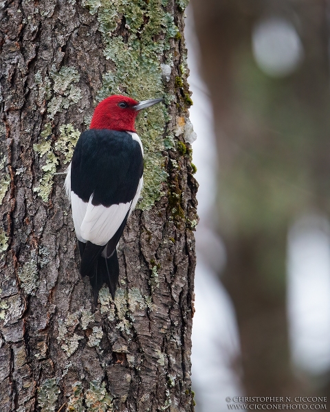 Red-Headed Woodpecker