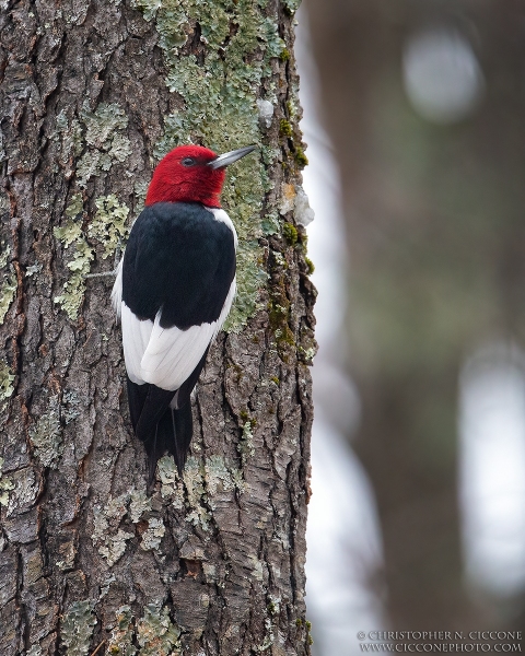 Red-Headed Woodpecker