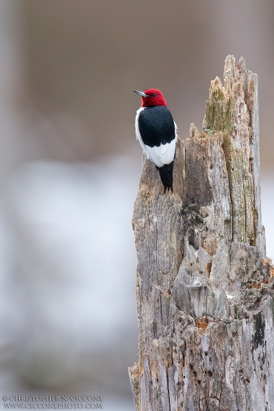 Red-Headed Woodpecker