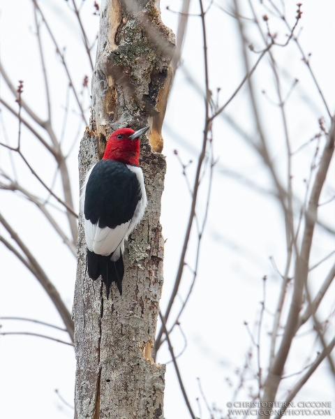 Red-Headed Woodpecker