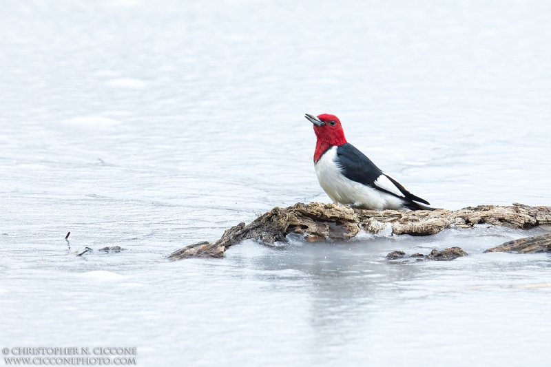 Red-Headed Woodpecker