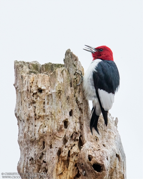 Red-Headed Woodpecker