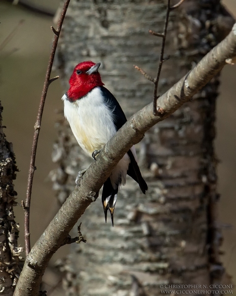 Red-Headed Woodpecker