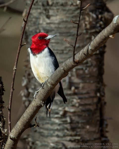 Red-Headed Woodpecker