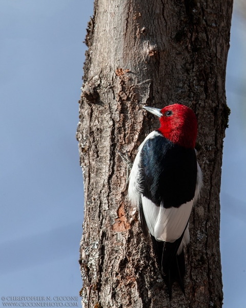 Red-Headed Woodpecker