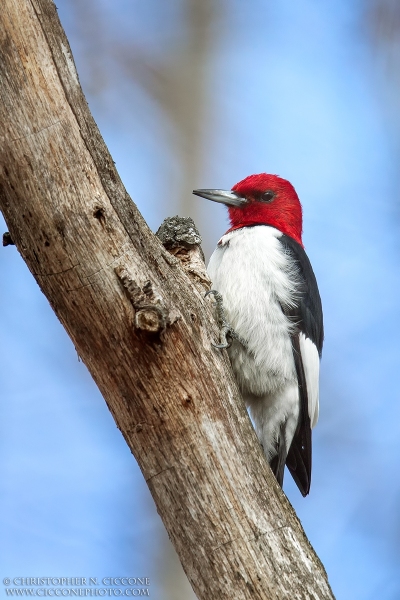 Red-Headed Woodpecker