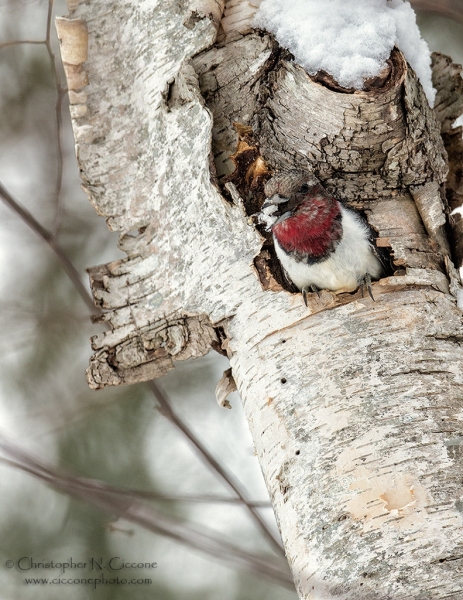 Red-Headed Woodpecker