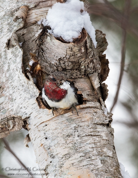 Red-Headed Woodpecker