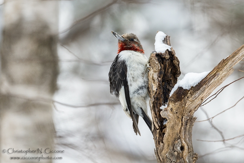 Red-Headed Woodpecker