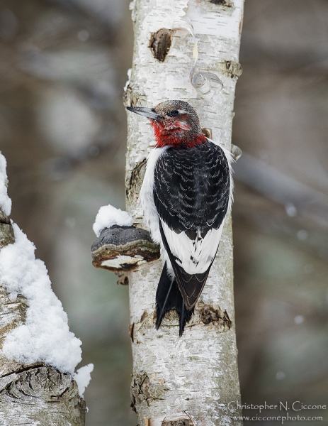 Red-Headed Woodpecker