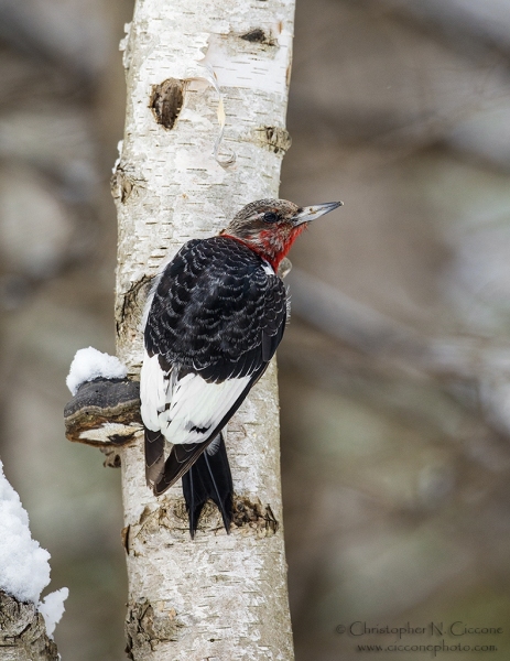 Red-Headed Woodpecker