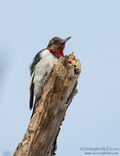 Red-Headed Woodpecker