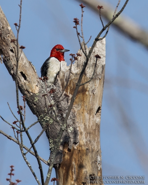 Red-Headed Woodpecker