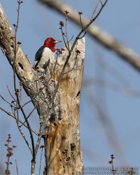 Red-Headed Woodpecker