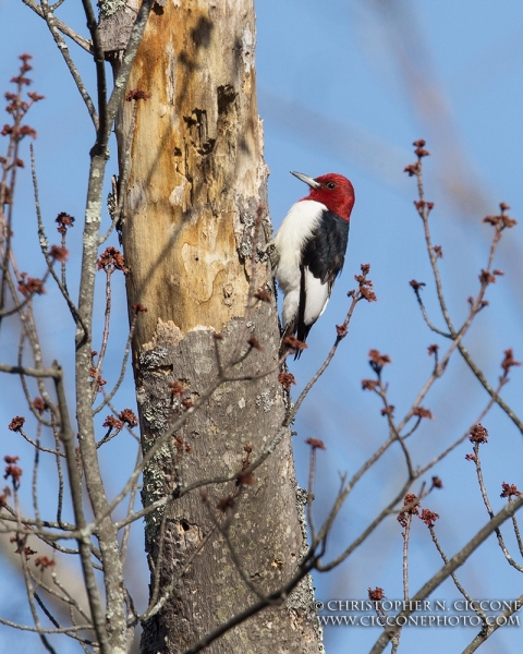 Red-Headed Woodpecker