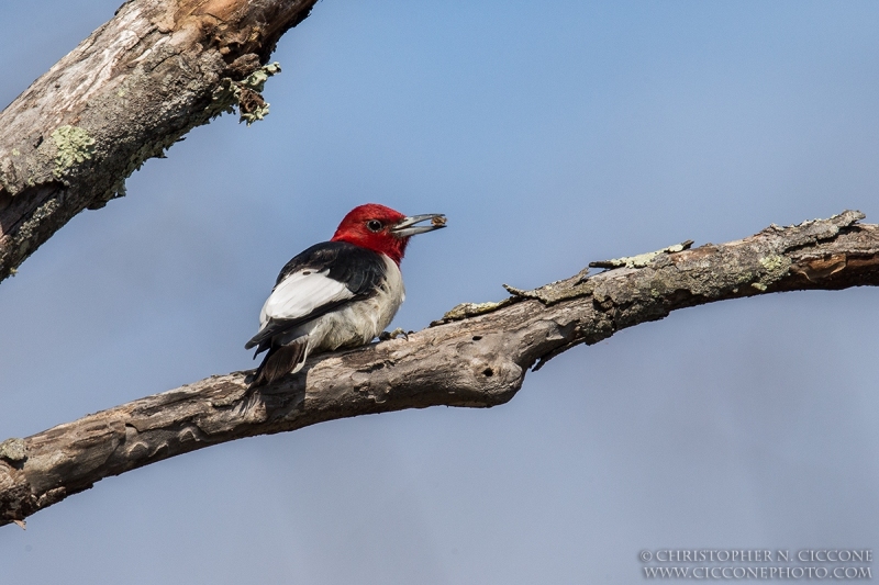 Red-Headed Woodpecker