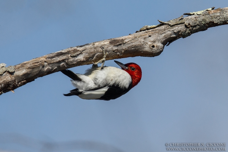 Red-Headed Woodpecker