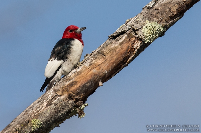 Red-Headed Woodpecker