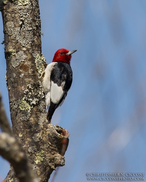 Red-Headed Woodpecker