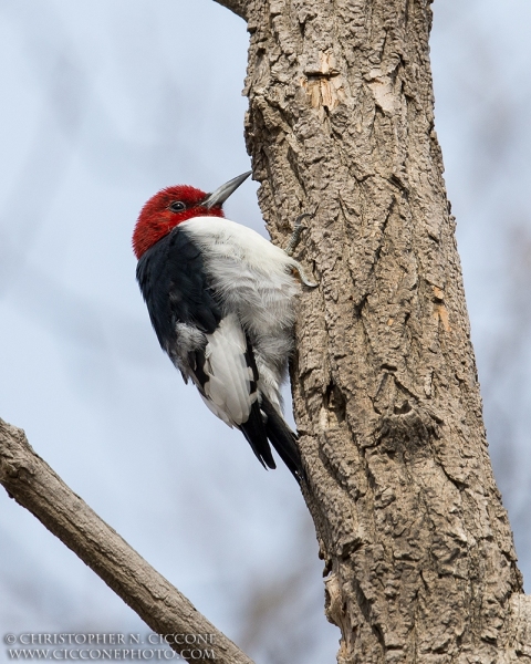 Red-Headed Woodpecker