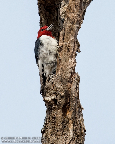 Red-Headed Woodpecker