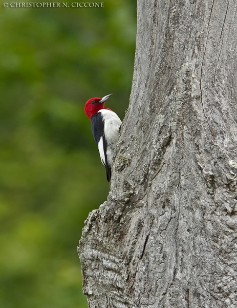 Red-Headed Woodpecker