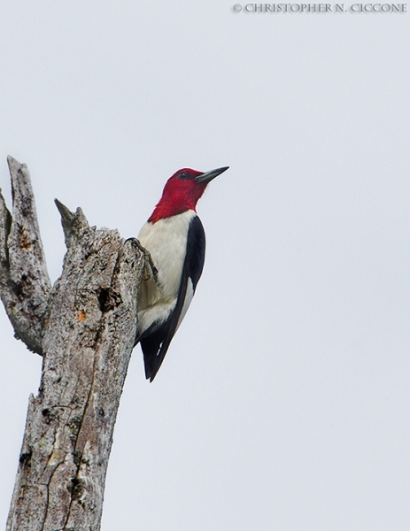 Red-Headed Woodpecker