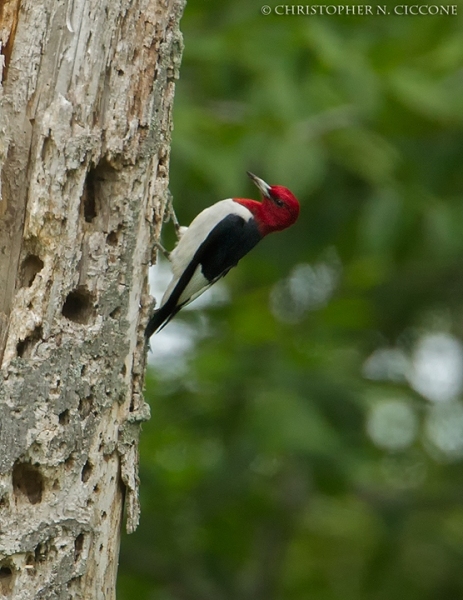 Red-Headed Woodpecker