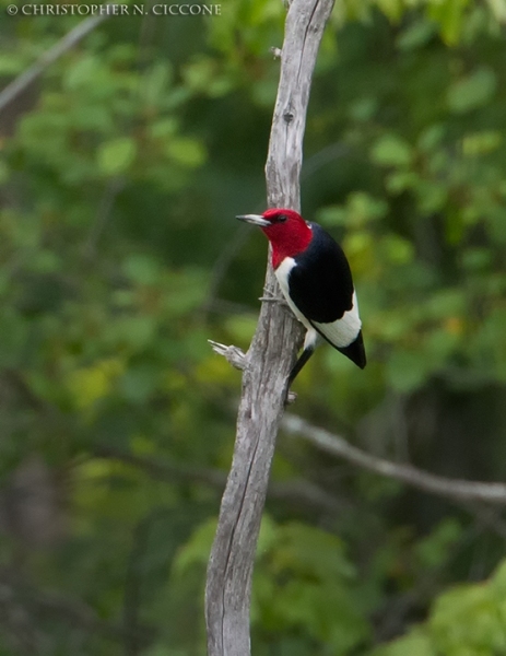 Red-Headed Woodpecker