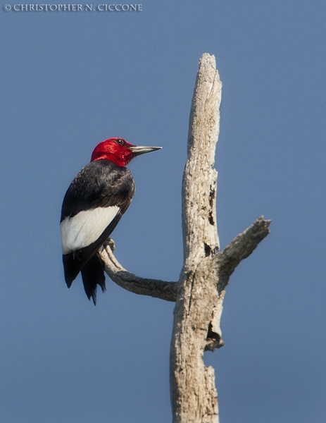 Red-Headed Woodpecker