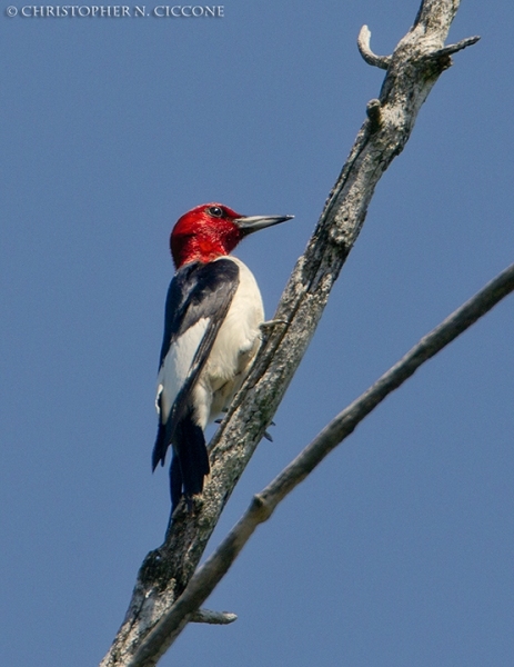 Red-Headed Woodpecker