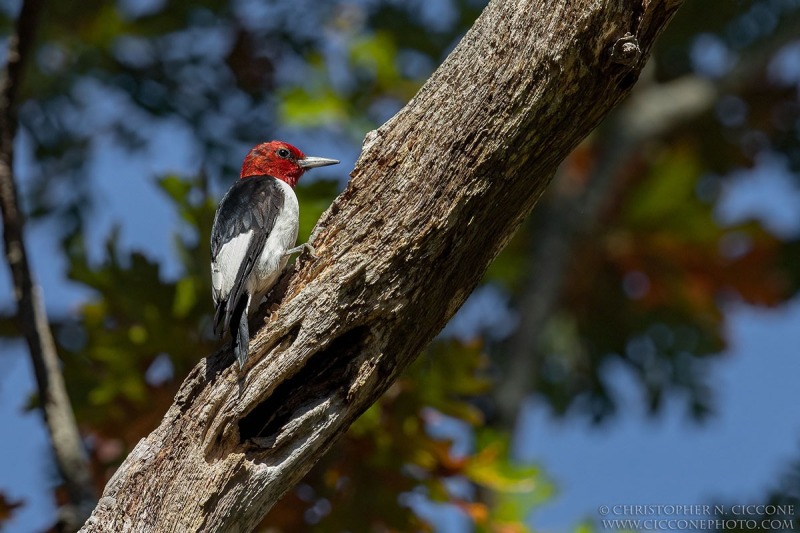 Red-Headed Woodpecker