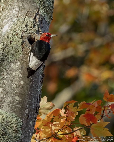 Red-Headed Woodpecker