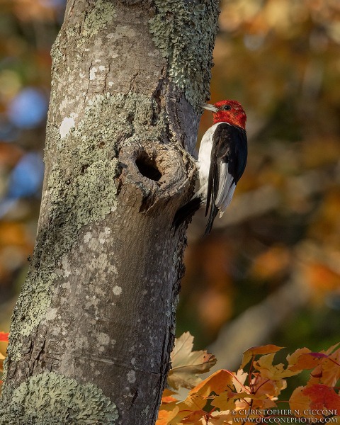 Red-Headed Woodpecker