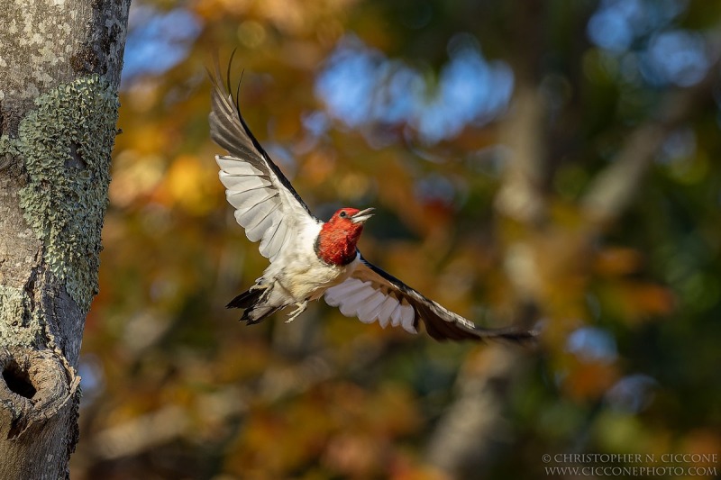 Red-Headed Woodpecker